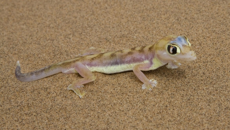 Kulala Desert Lodge - Web-Footed Gecko